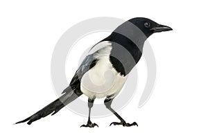 Side view of a Common Magpie, Pica pica, isolated