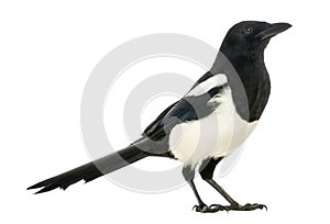 Side view of a Common Magpie, Pica pica, isolated