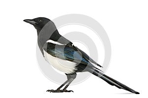 Side view of a Common Magpie, Pica pica, isolated photo