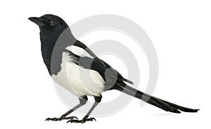 Side view of a Common Magpie, Pica pica, isolated photo