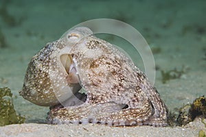 Side view of a Common Octopus Octopus vulgaris