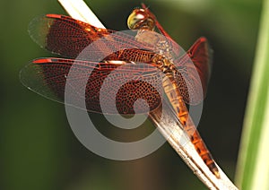 Side View of Common Parasol (Neurothemis Fluctuans) on The Leaves