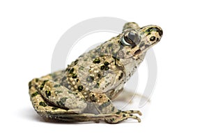 Side view of a Common parsley frog, Pelodytes punctatus