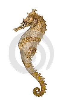 Side view of a Common Seahorse, Hippocampus kuda photo