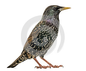 Side view of a Common Starling, Sturnus vulgaris, isolated