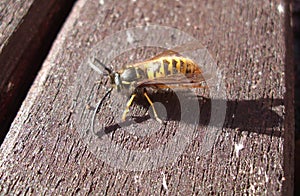 Side View of Common Wasp Vespula Vulgaris on Wooden Table