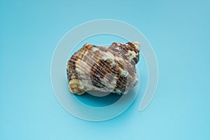 Conch shell on a blue background