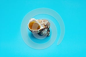 Conch shell on a blue background