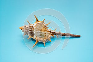 Side view conch shell on blue background