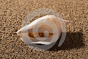 Conch shell on sand