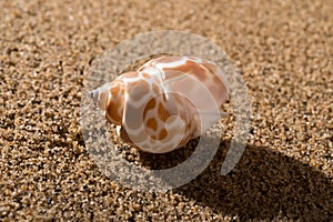 Conch shell on sand