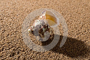 Side view conch shell