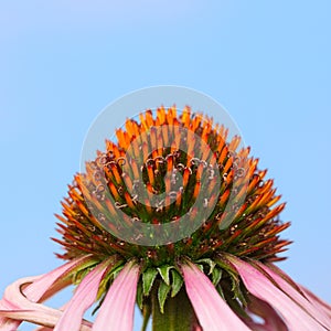 Side view of Coneflower flower head centre cone