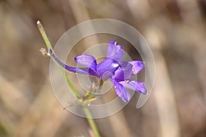 Side view of Consolida regalis Gray flower.