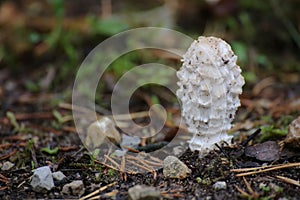 Side view of Coprinus comatus, the shaggy ink cap