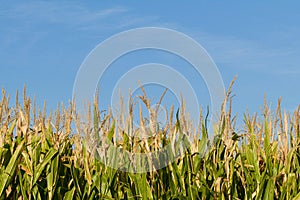 Side view of corn field showing corn stalks with tassels