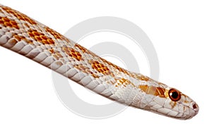 Side view of Corn snake or red rat snake