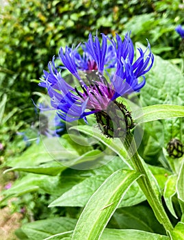 Side view of cornflower in bloom showing its intense blue colour and intricate body shape