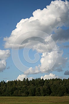 Side view on country road with forest