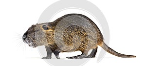 Side view of a Coypu walking, Myocastor coypus, isolated