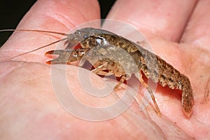 Side view of a Crayfish or Crawdad