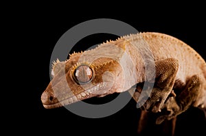 Crested gecko