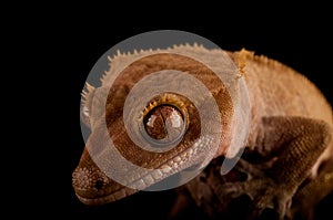 Crested gecko