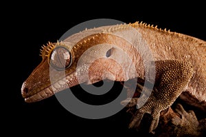 Crested gecko