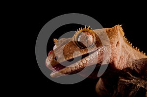 Crested gecko