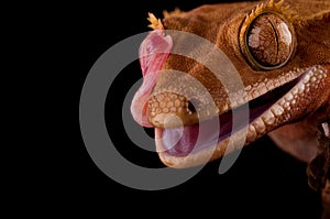 Crested gecko
