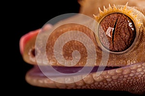 Crested gecko