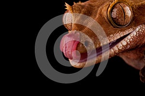 Crested gecko