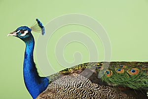 Side View Of Cropped Peacock