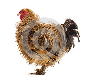 Side view of a Crossbreed rooster, Pekin