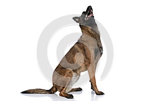 Side view of curious belgian shepherd with tongue out looking up