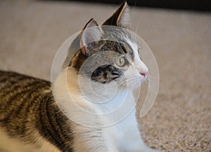 Side view of a curious cat looking away from the camera.