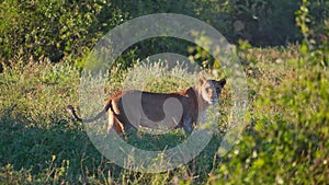 Side view of curious female lion looking over in the bush land of Chobe National Park, Kasane, Botswana.