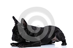 Side view of curious lovely french bulldog doggy sniffing