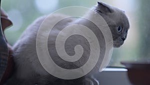 Side view curious Scottish Fold looking around in slow motion. Portrait of fluffy adorable purebred cat sitting on