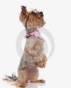 side view of curious yorkie dog with sunglasses standing up on back legs