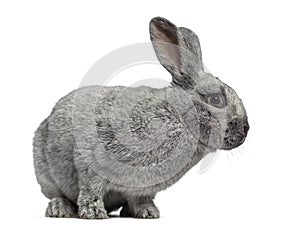 Side view of a cute Argente rabbit