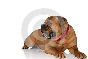 Side view of cute bullmastiff dog with bandana looking to side and panting