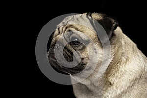 Side view of Cute dog pug breed looking camera and making funny face