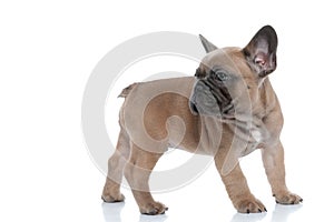 Side view of cute frenchie looking to side