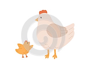 Side view of cute hen and yellow chicken isolated on white background. Mom listen to funny baby bird flapping its wings