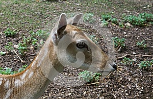 Side view of a cute little fawn or deer