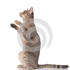 Side view of cute metis cat standing on two legs