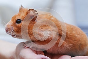 Side view of Cute Orange Syrian or Golden Hamster Mesocricetus auratus climbing on girl`s hand. Taking Care, Mercy, Domestic Pe