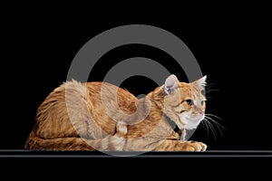 side view of cute orange tabby cat in collar lying