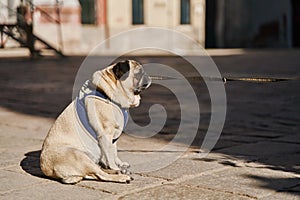 Side view of cute pug dog on a leash sitting on sidewalk in the street